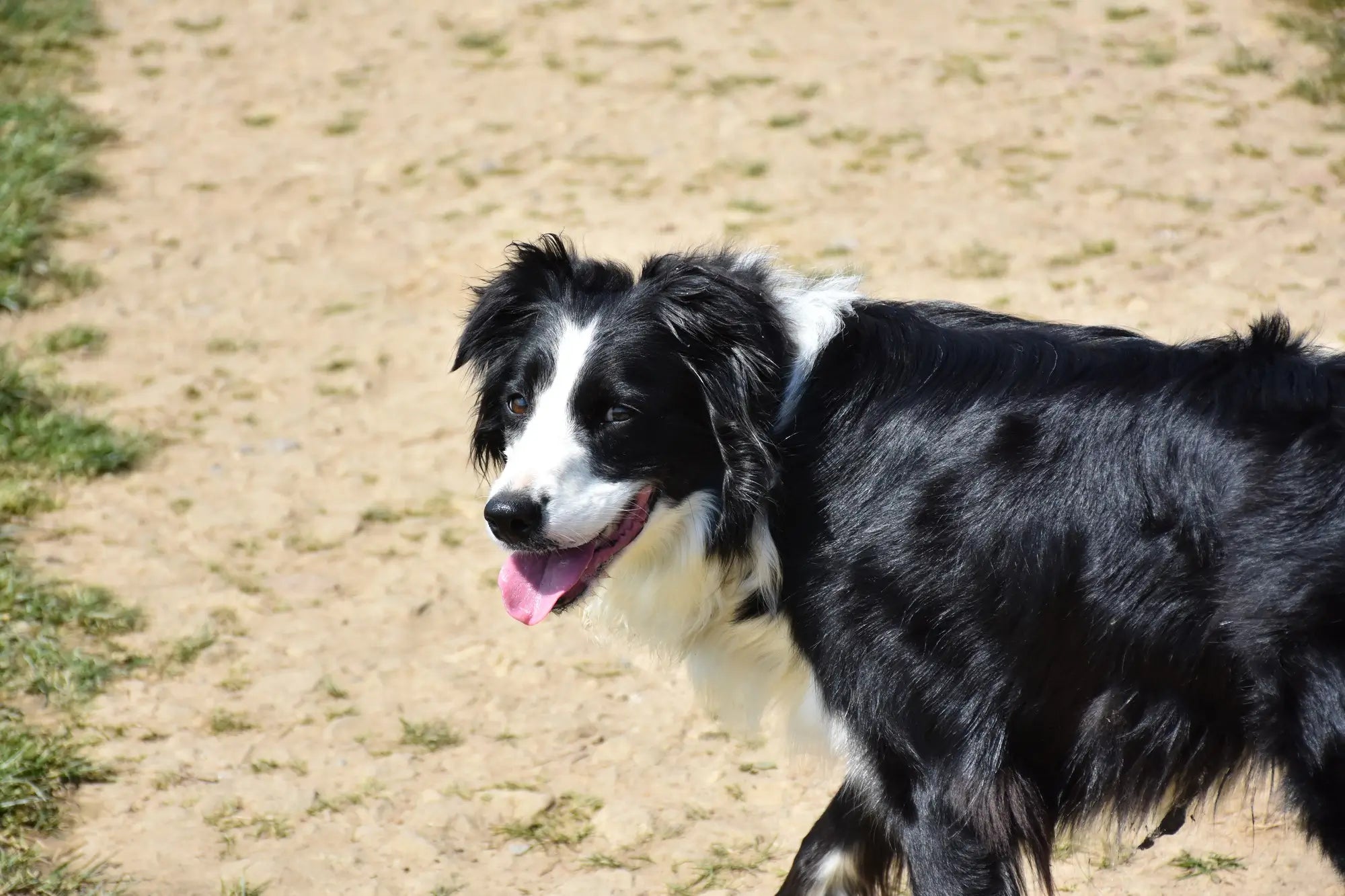 Border Collie Breed Guide: Temperament, Care, Health & Everyday Life | Skylos