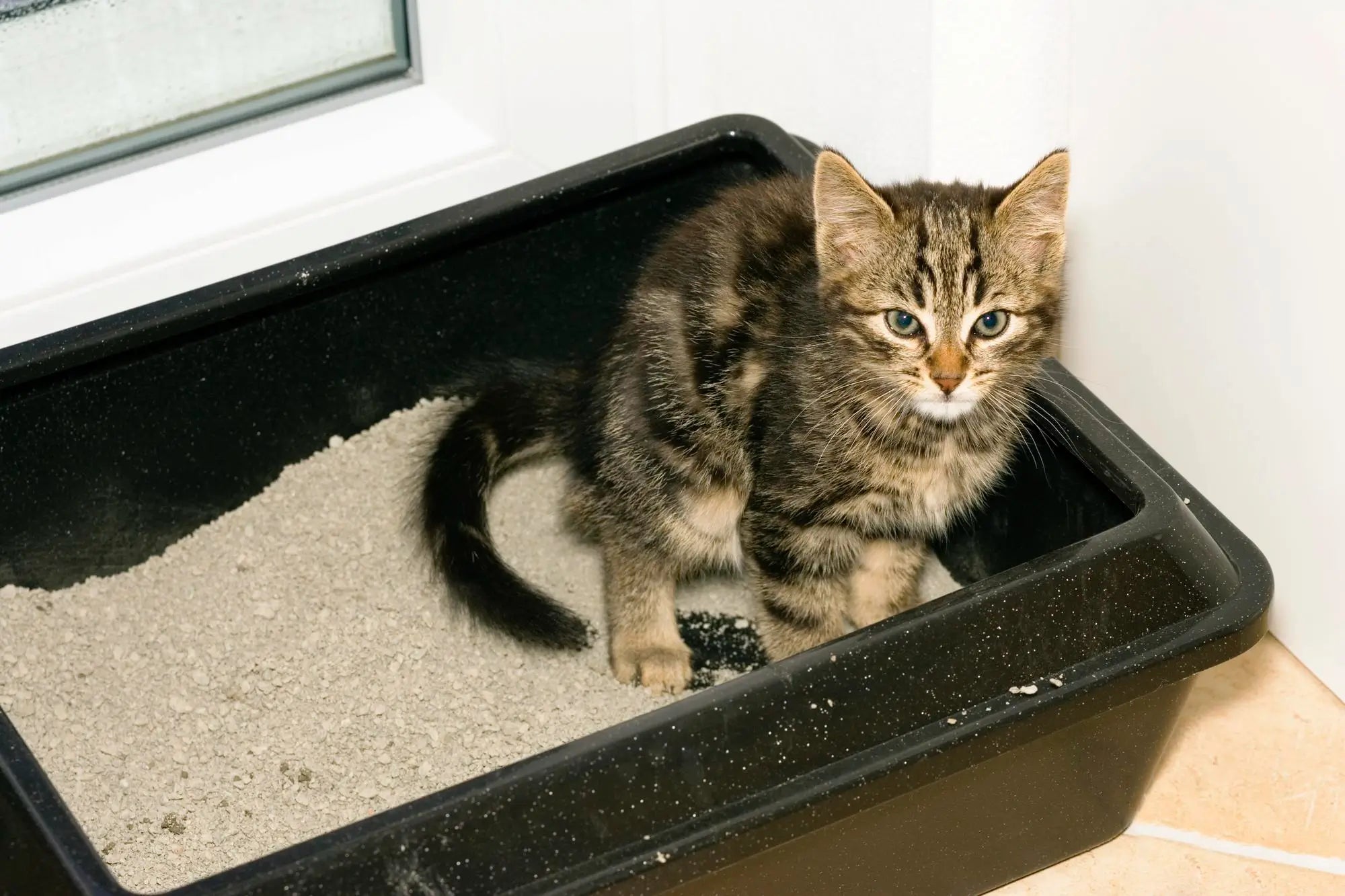 How to Keep Your Cat’s Litter Box from Smelling in a UK Home