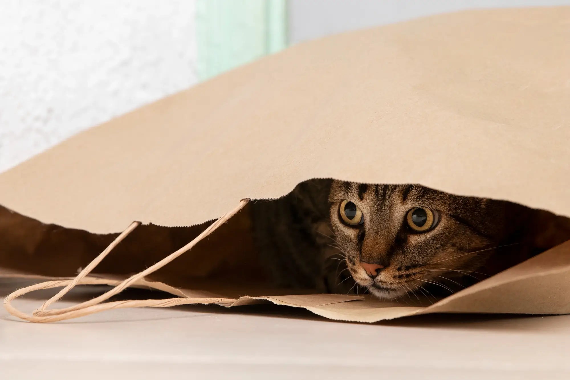 Cat Beds vs Cat Houses vs Cat Caves: What Does Your Cat Really Prefer?