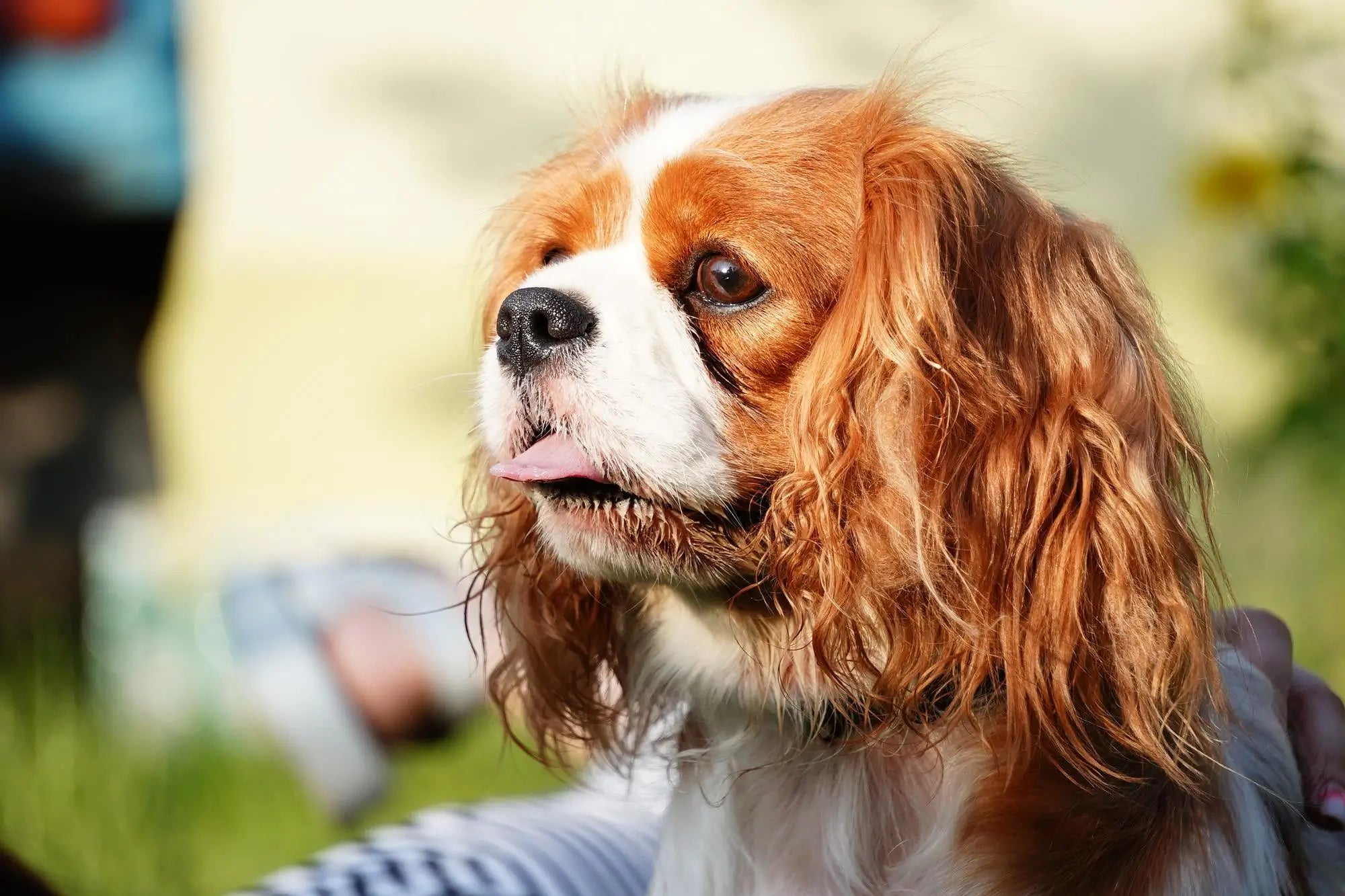 Cavalier King Charles Spaniel Breed Guide: Temperament, Care, Health & Everyday Life | Skylos