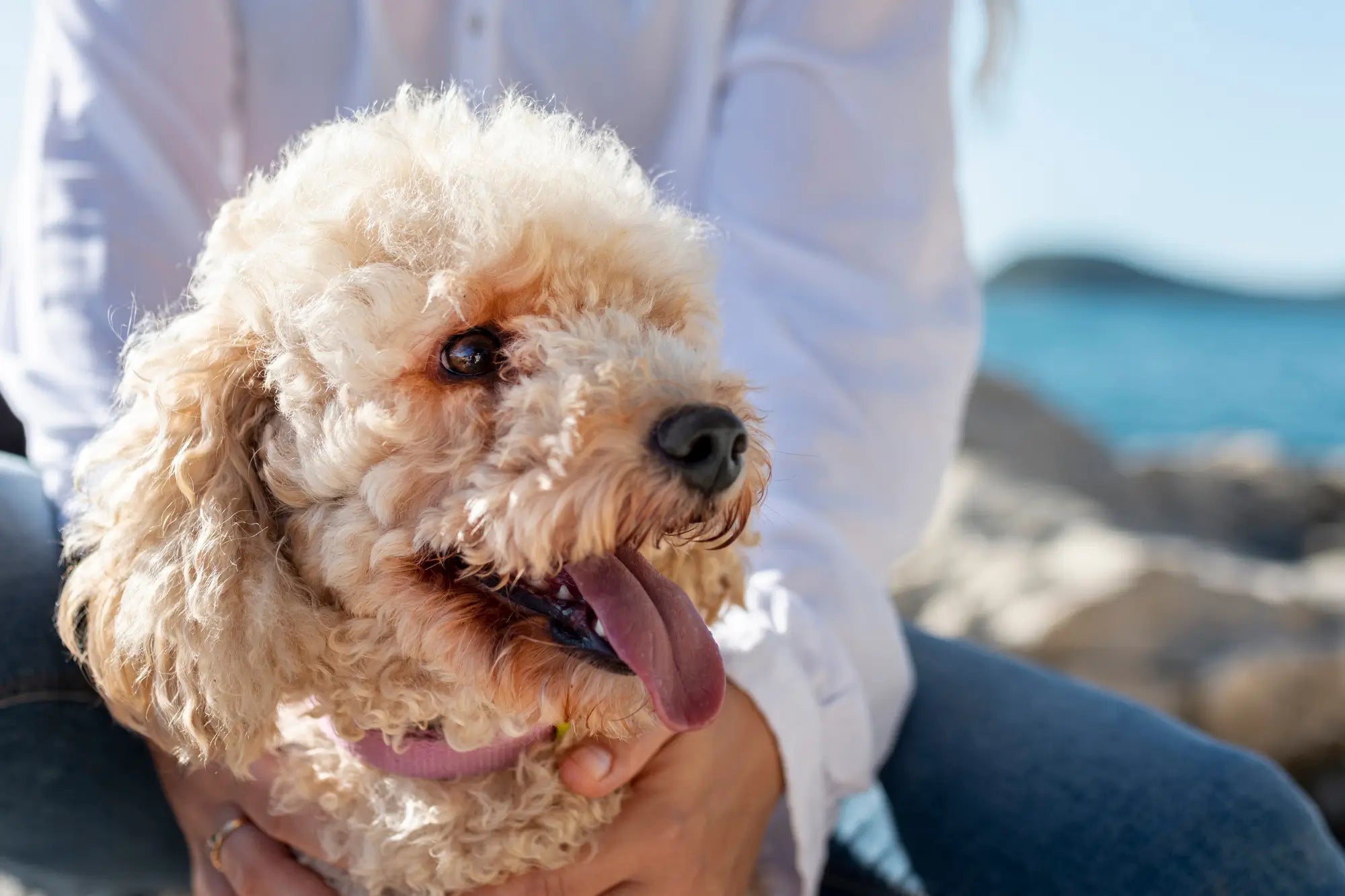 Cockapoo Breed Guide: Temperament, Care, Health & Everyday Life | Skylos