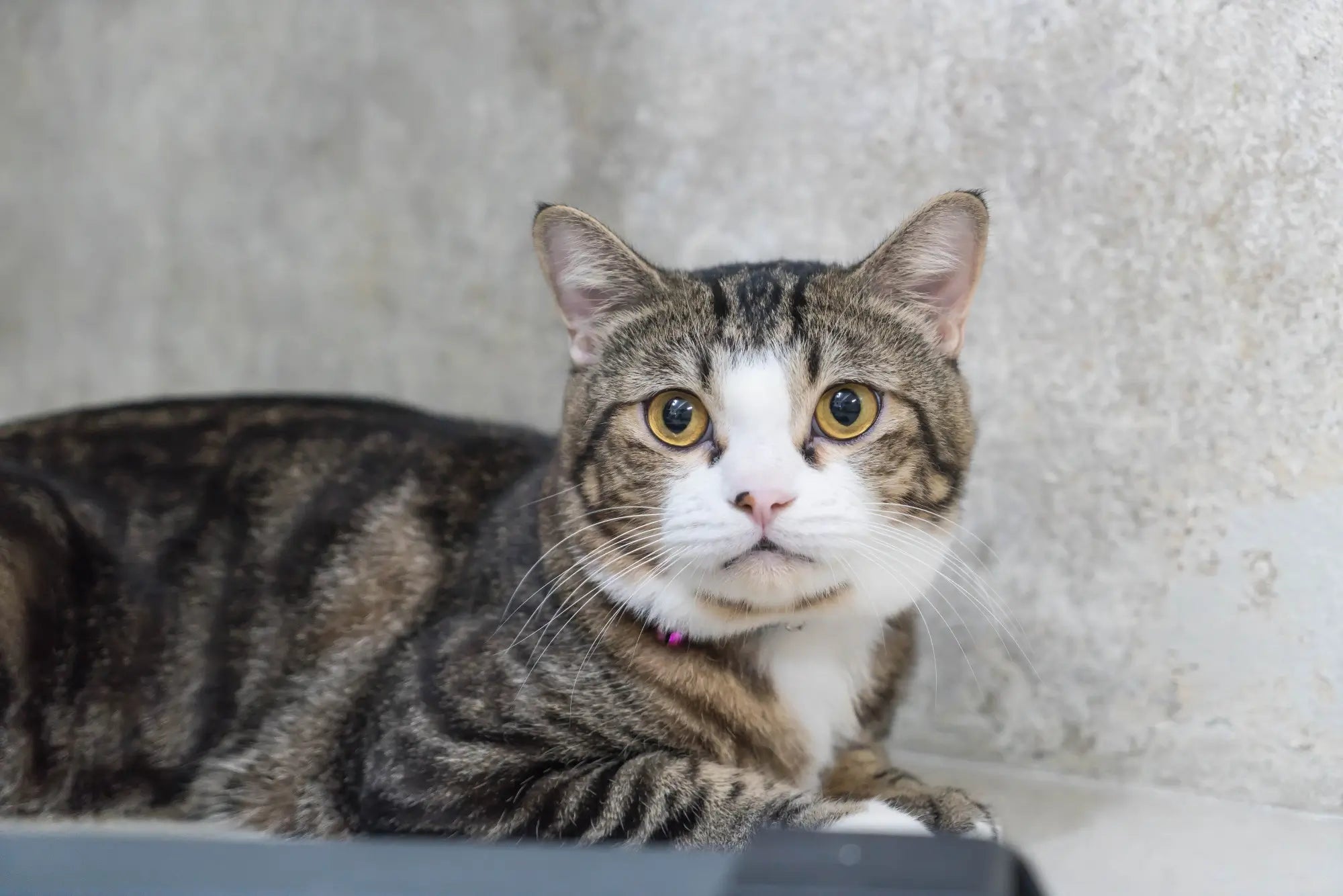 Domestic Shorthair Cat Guide: Temperament, Care, Health & Indoor Life | Skylos