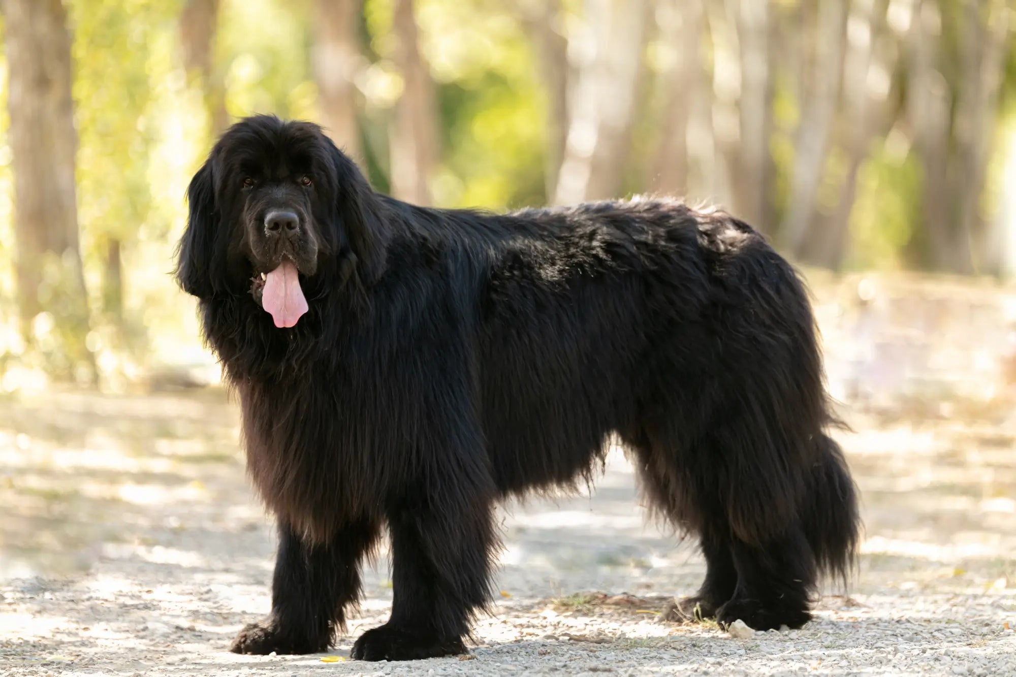 Signs Your Large Dog Needs a More Supportive Bed