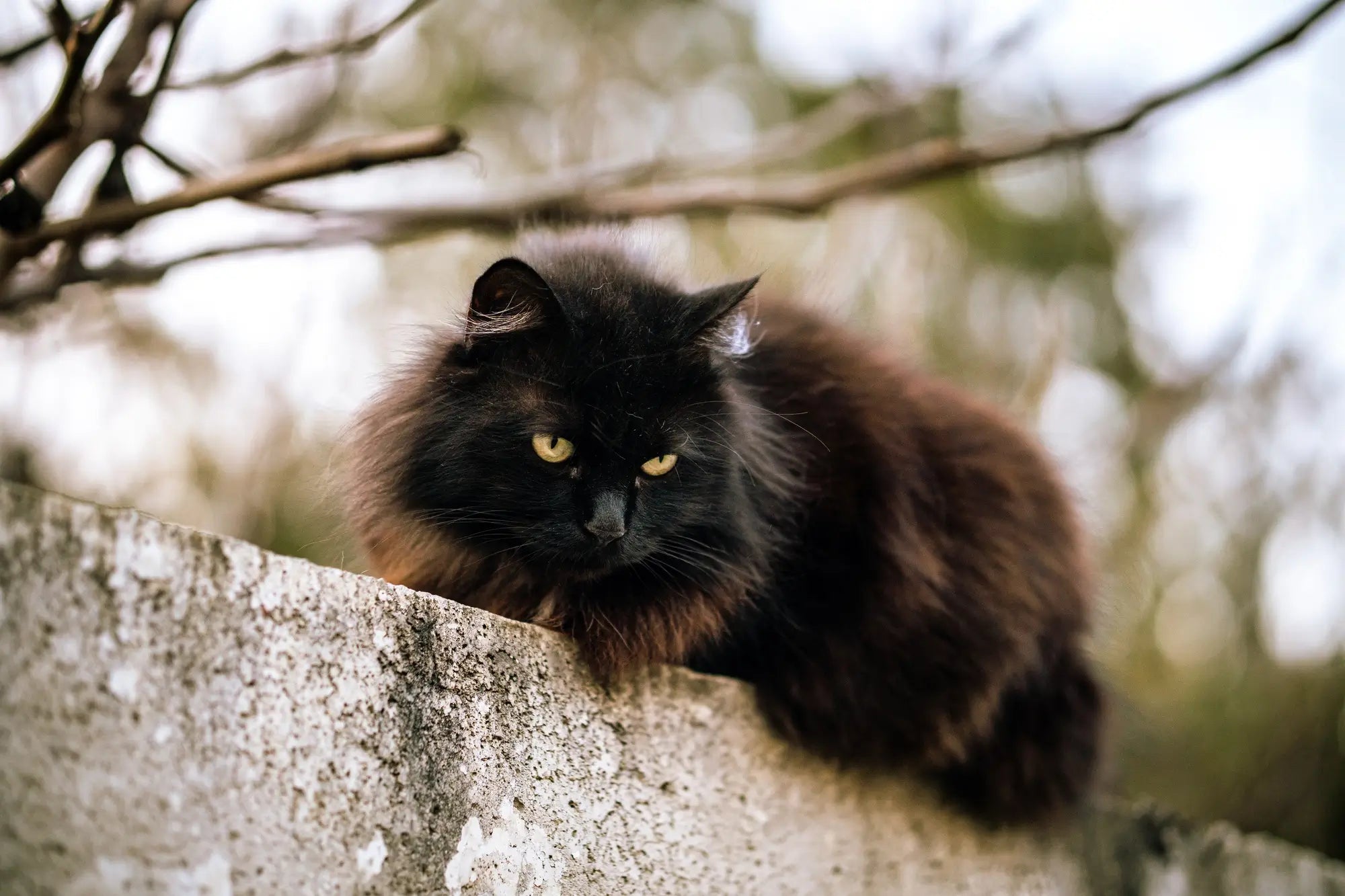 Norwegian Forest Cat Breed Guide: Temperament, Care, Health & Indoor Life | Skylos