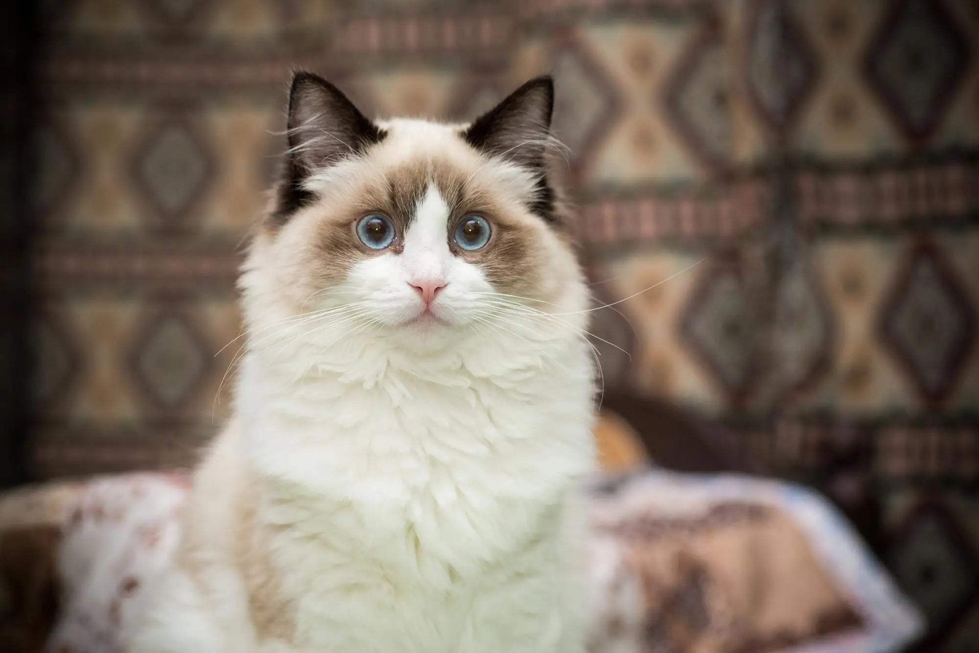 Ragdoll Cat Breed Guide: Temperament, Care, Health & Indoor Life | Skylos