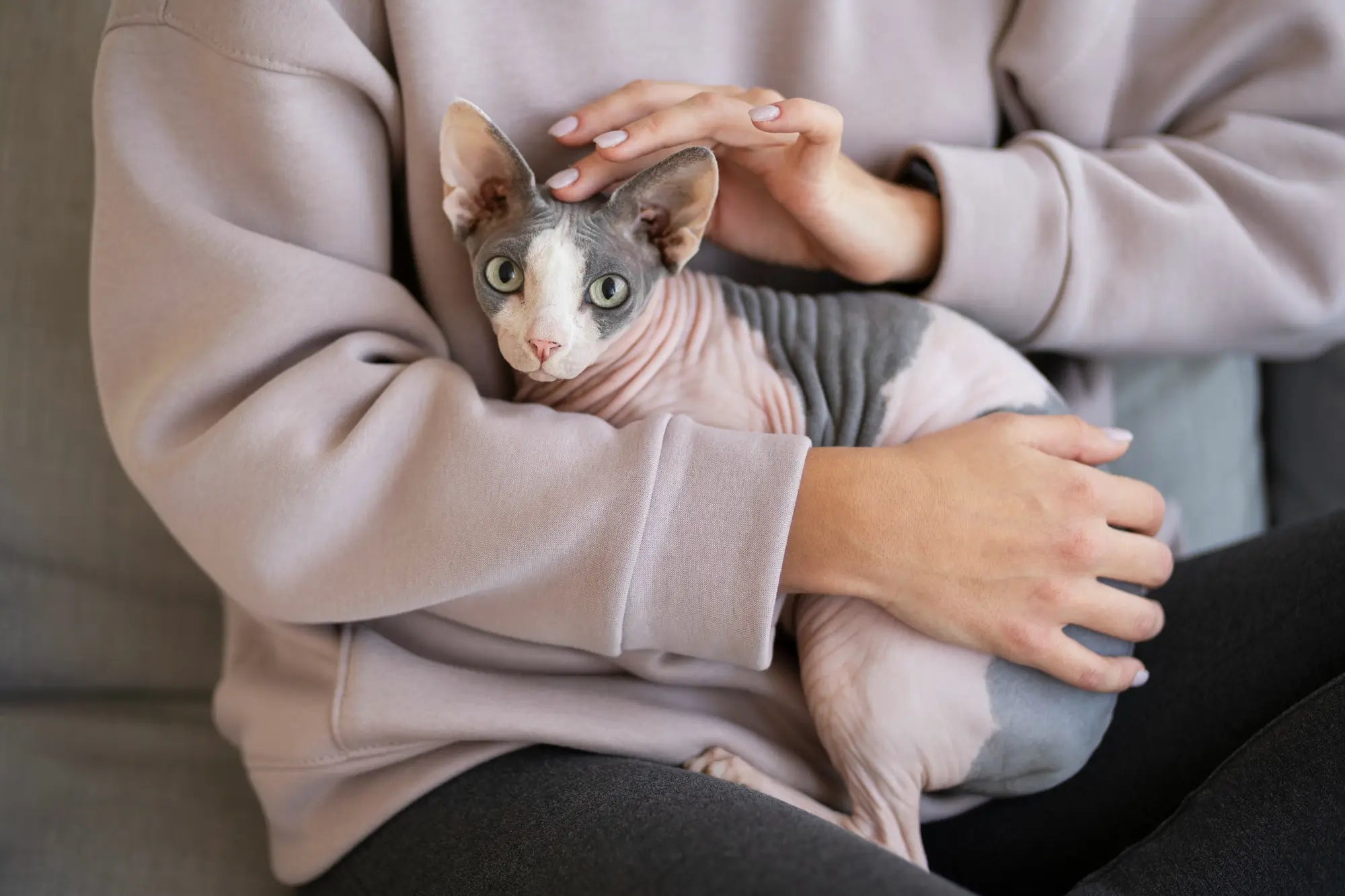 Sphynx Cat Breed Guide: Temperament, Care, Health & Indoor Life | Skylos