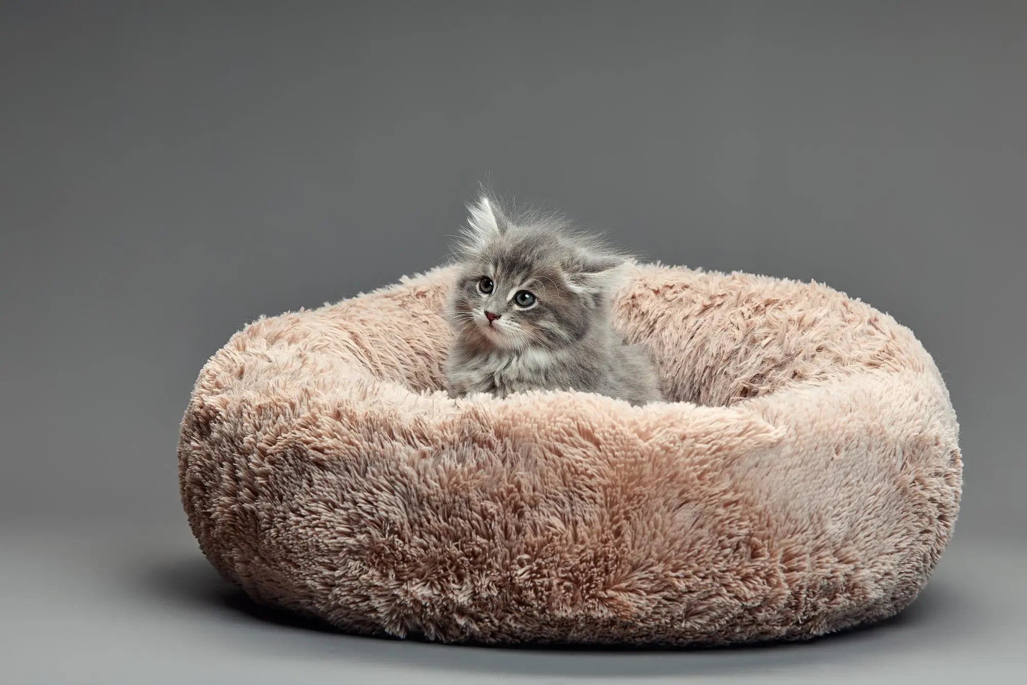 How to Choose the Right Cat Bed or Cat Cave for Indoor Cats (UK Guide)