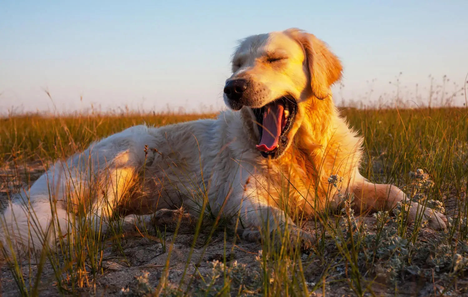 10 Best Dog Breeds for UK Homes in 2026 | Skylos