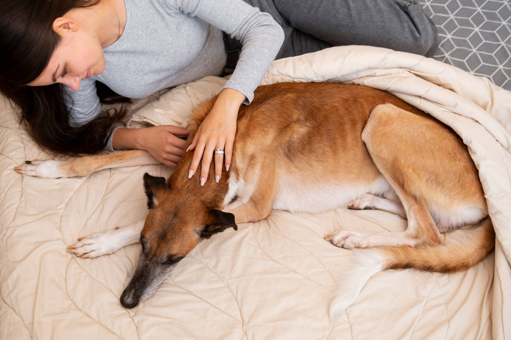 Why Your Dog Really Does Need a Dog Bed (And Not Just Your Sofa)