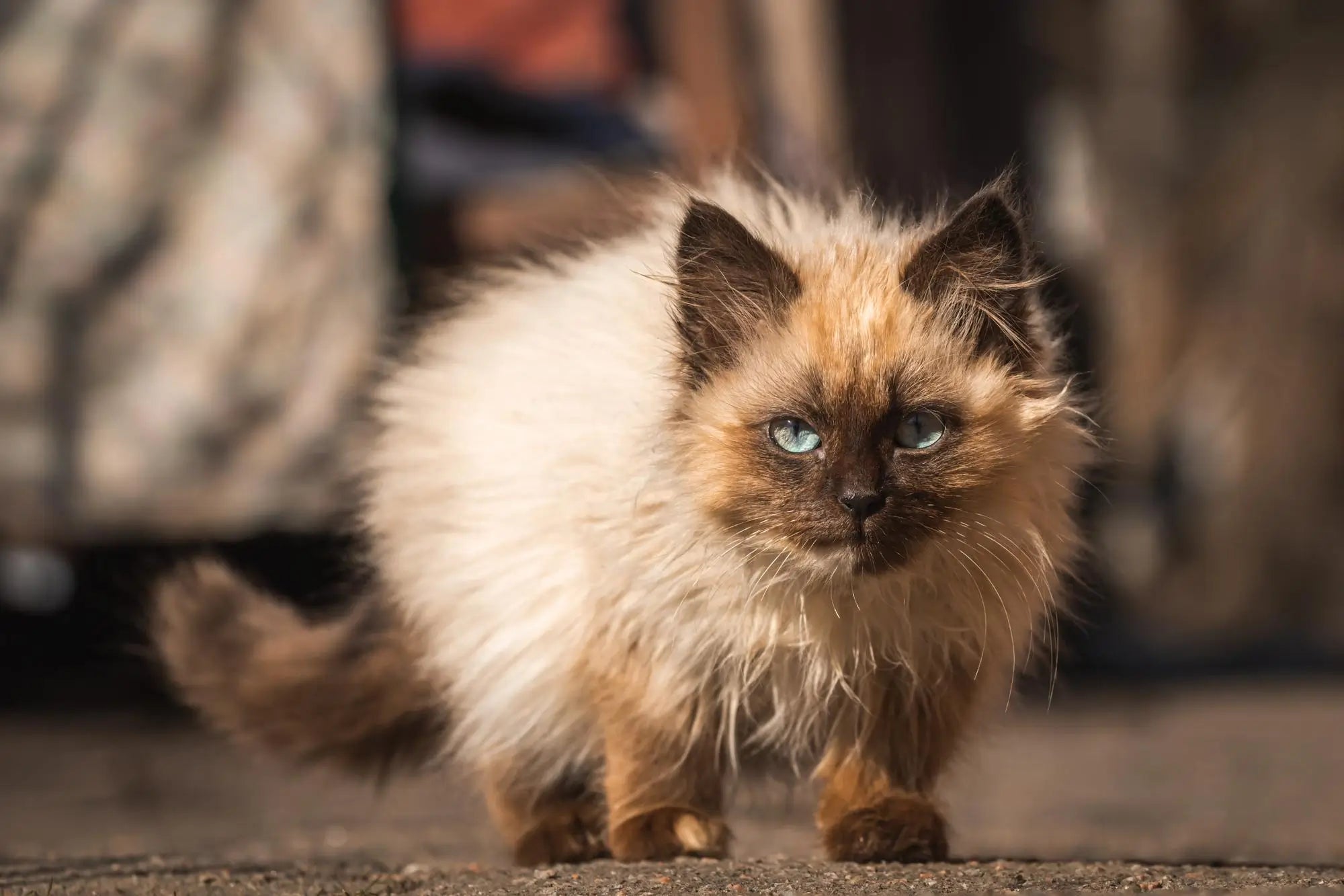 Birman Cat Breed Guide: Temperament, Care, Health & Indoor Life | Skylos