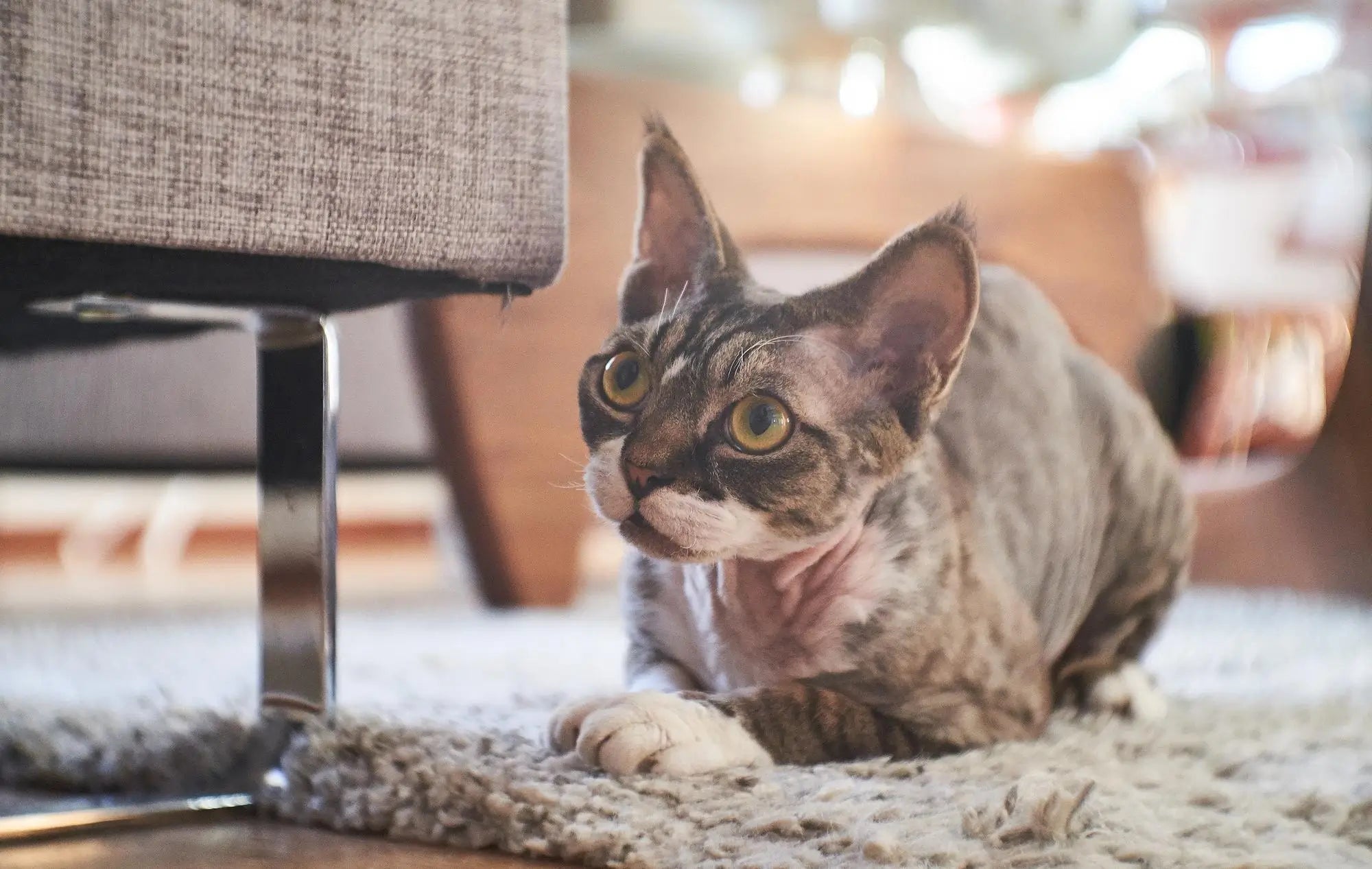 Burmese Cat Breed Guide: Temperament, Care, Health & Indoor Life | Skylos