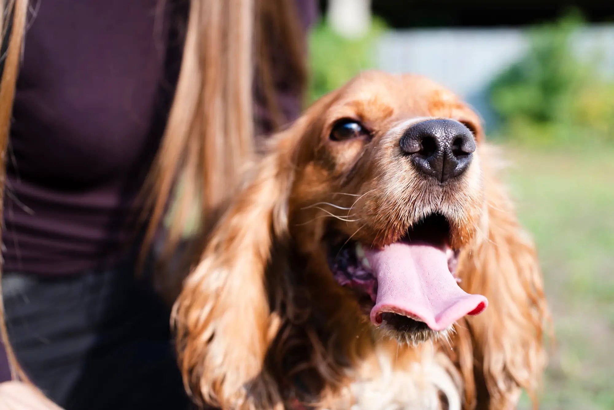 Cocker Spaniel Breed Guide: Temperament, Care, Health & Everyday Life | Skylos
