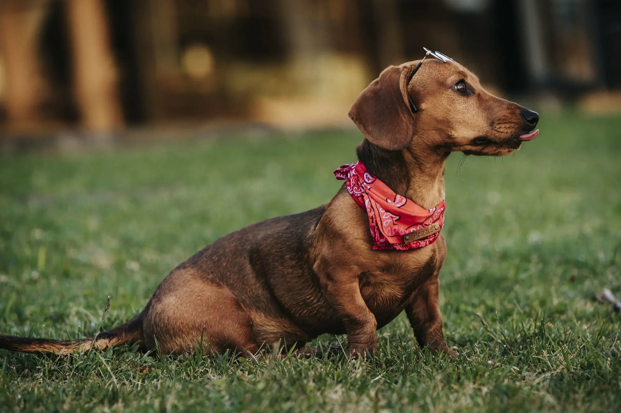 Dachshund Breed Guide: Temperament, Care, Back Health & Everyday Life | Skylos