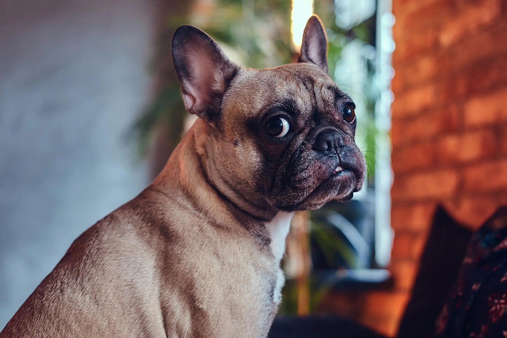 French Bulldog Breed Guide: Personality, Care, Health & Everyday Life | Skylos