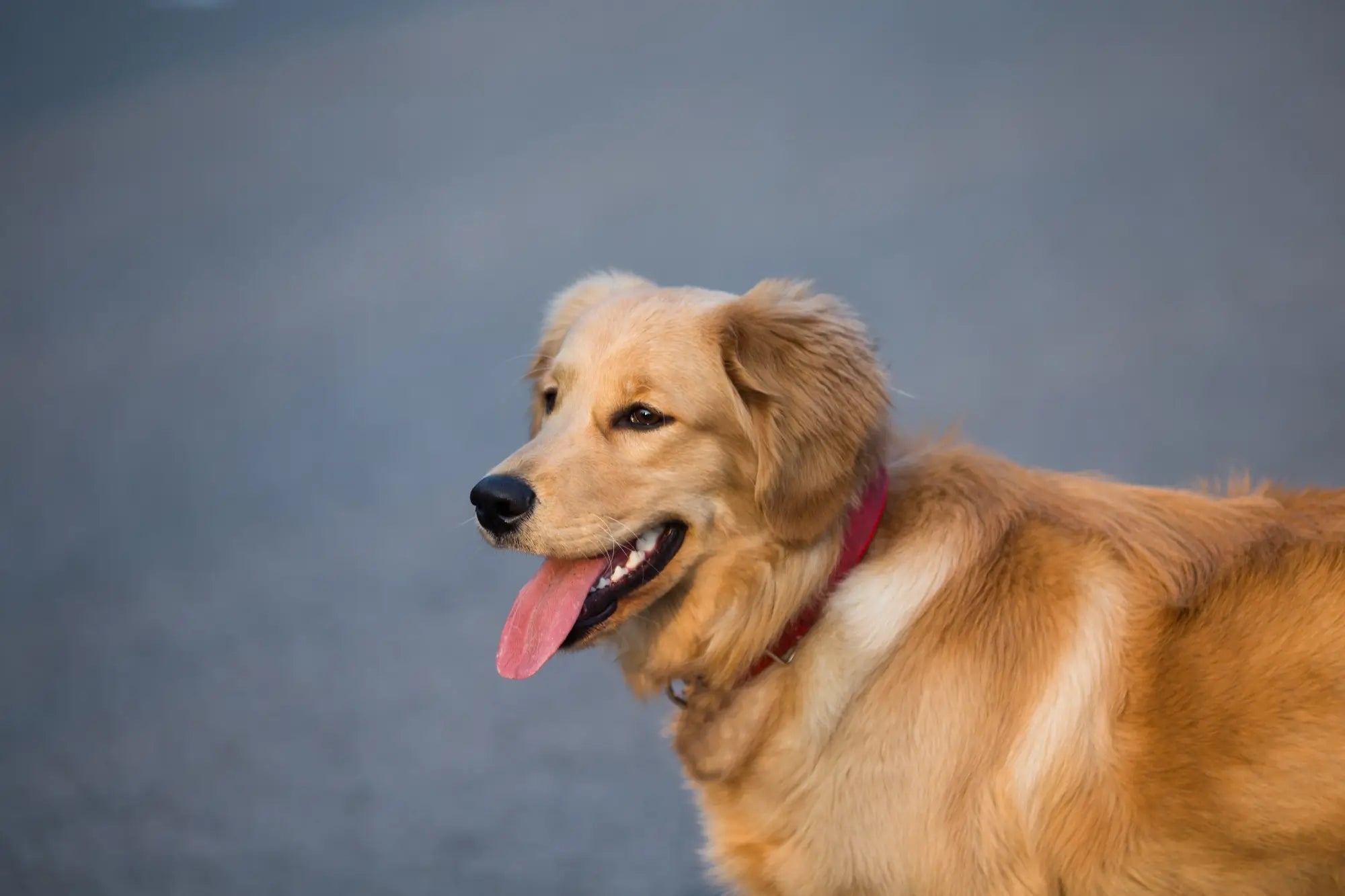 Golden Retriever Breed Guide: Temperament, Care, Health & Everyday Life | Skylos