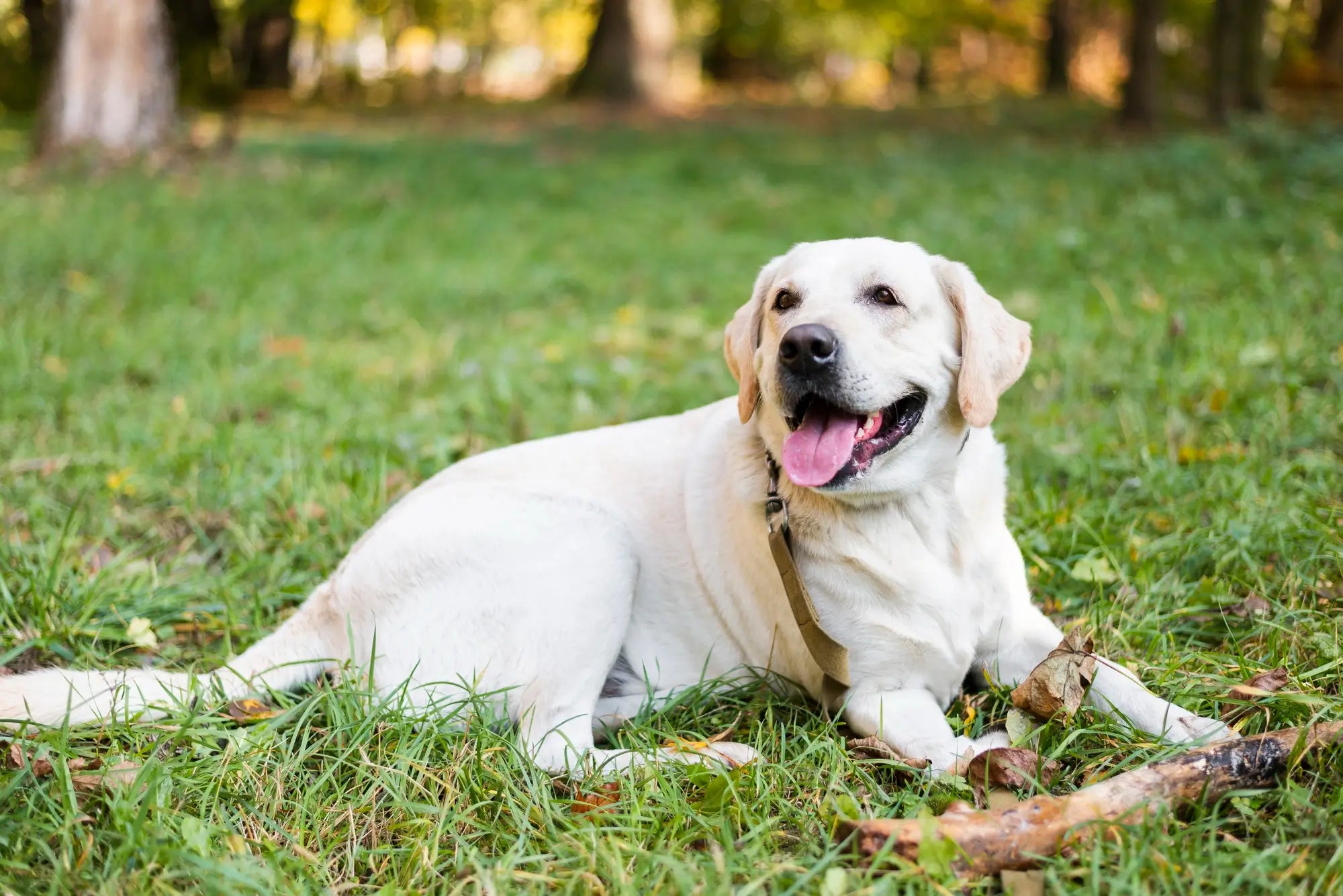 How to Choose an XL Dog Bed for Your Labrador or German Shepherd