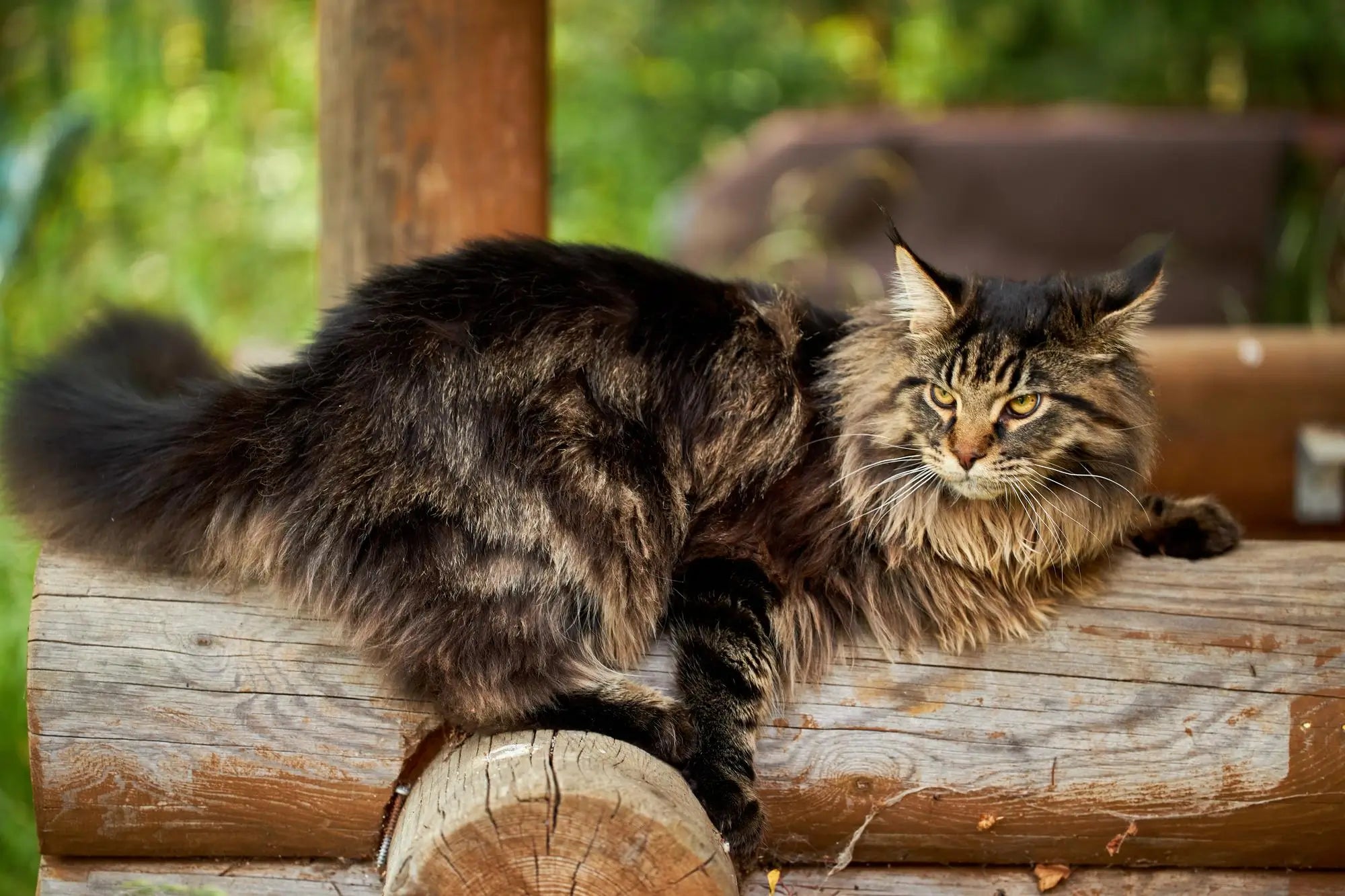 Maine Coon Cat Breed Guide: Temperament, Care, Health & Indoor Life | Skylos
