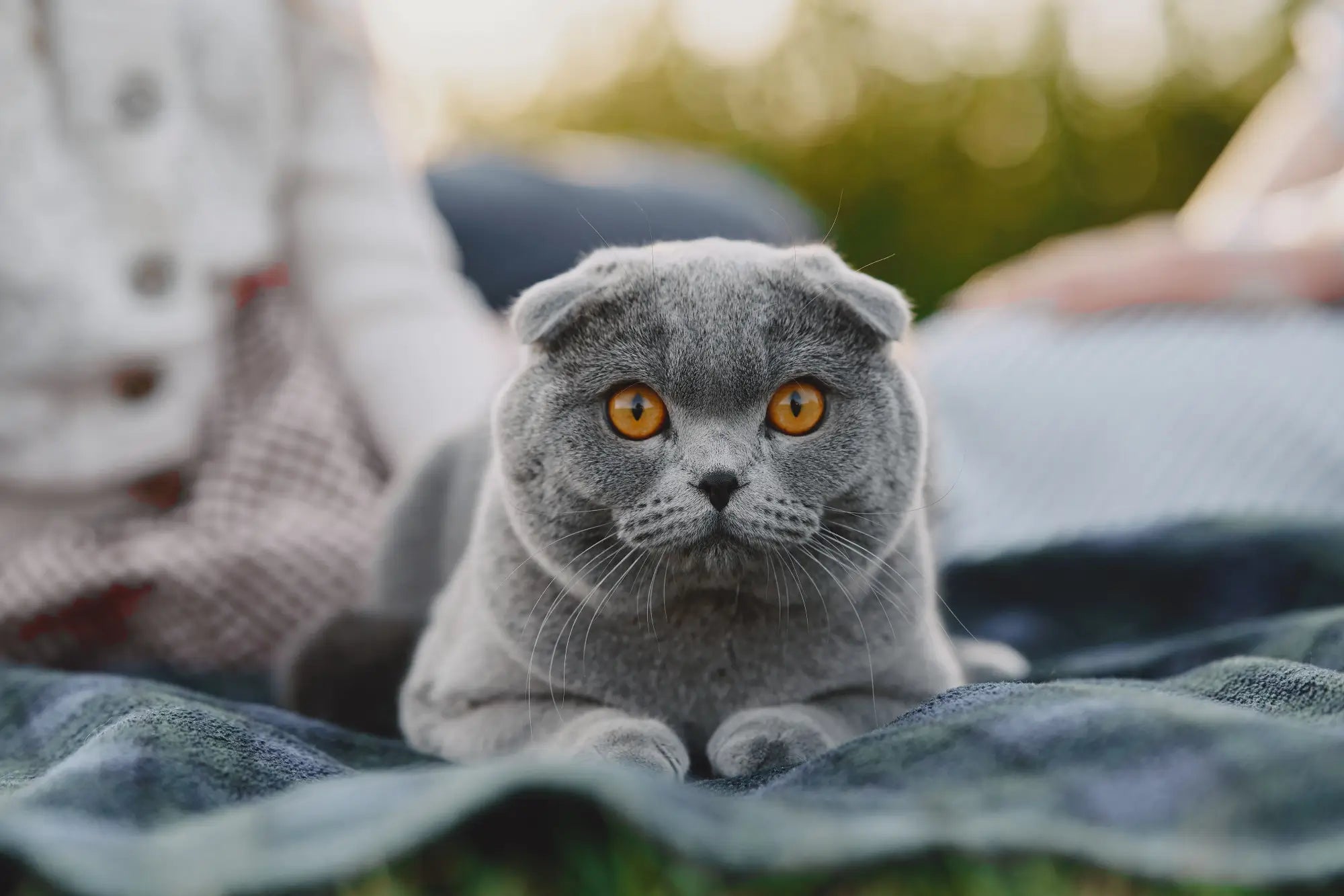 Scottish Fold Cat Breed Guide: Temperament, Care, Health & Indoor Life | Skylos