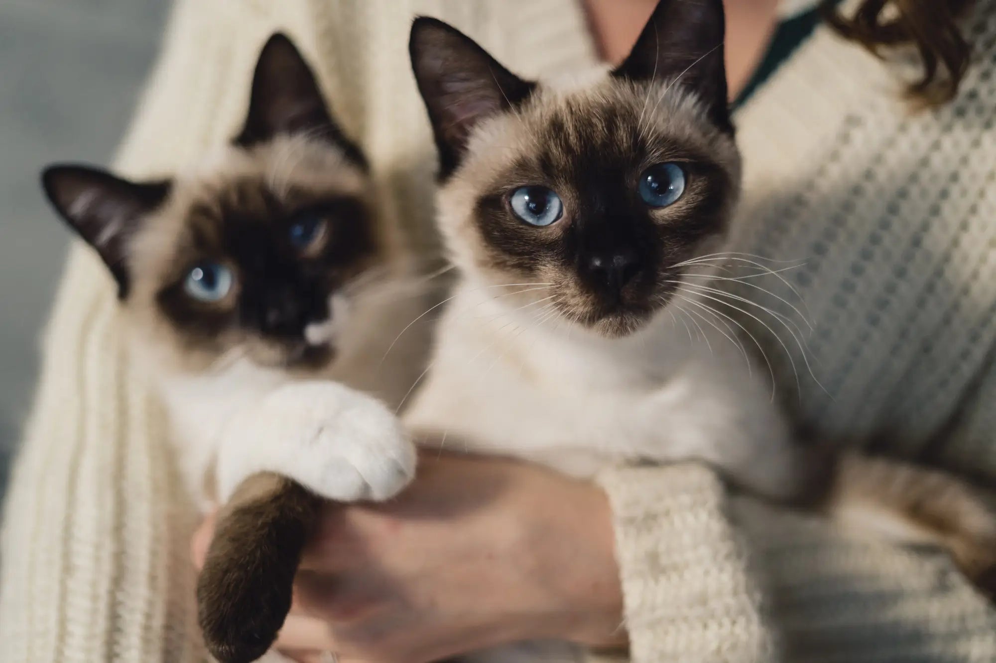 Siamese Cat Breed Guide: Temperament, Care, Health & Indoor Life | Skylos