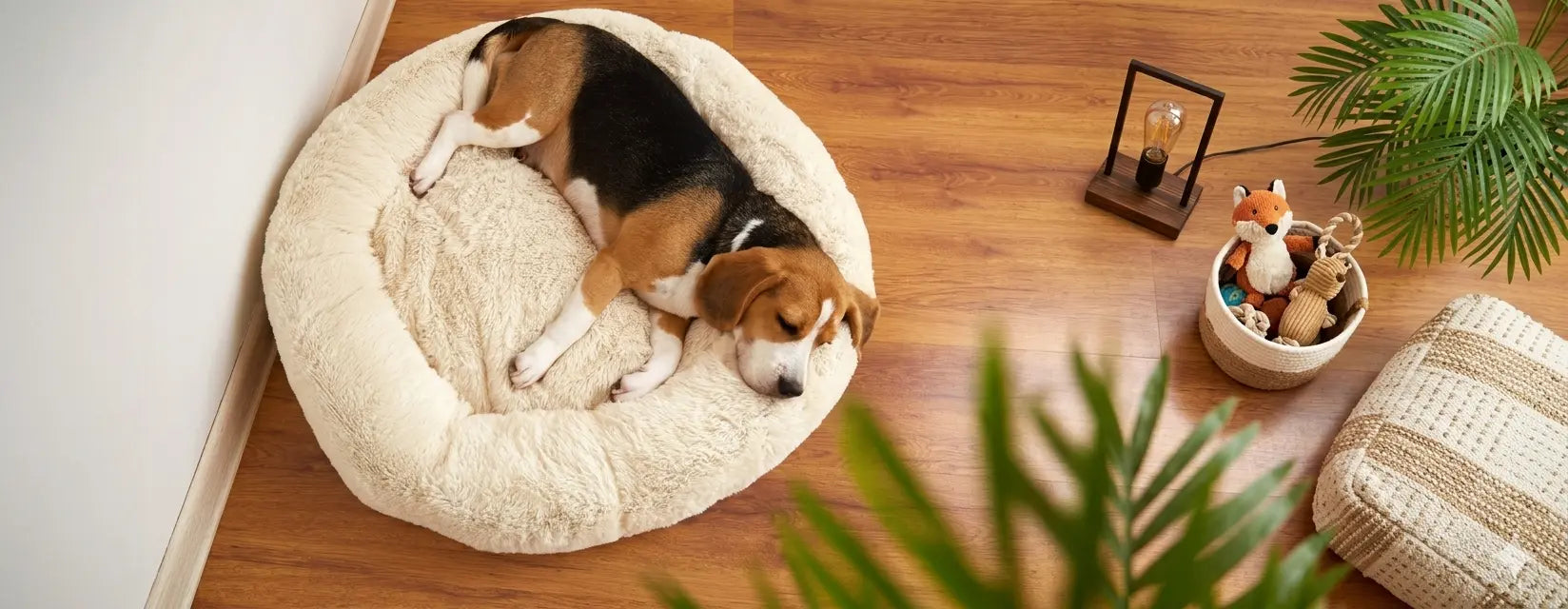 The Ultimate Guide to Choosing the Right Dog Bed: Comfort, Health & Science