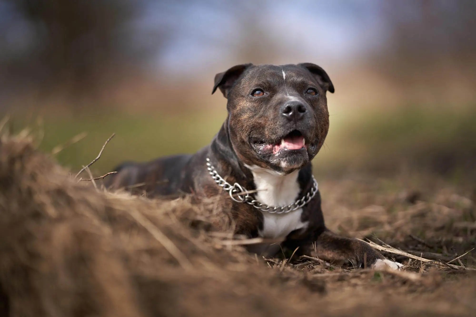 Staffordshire Bull Terrier Breed Guide: Temperament, Care, Health & Everyday Life | Skylos