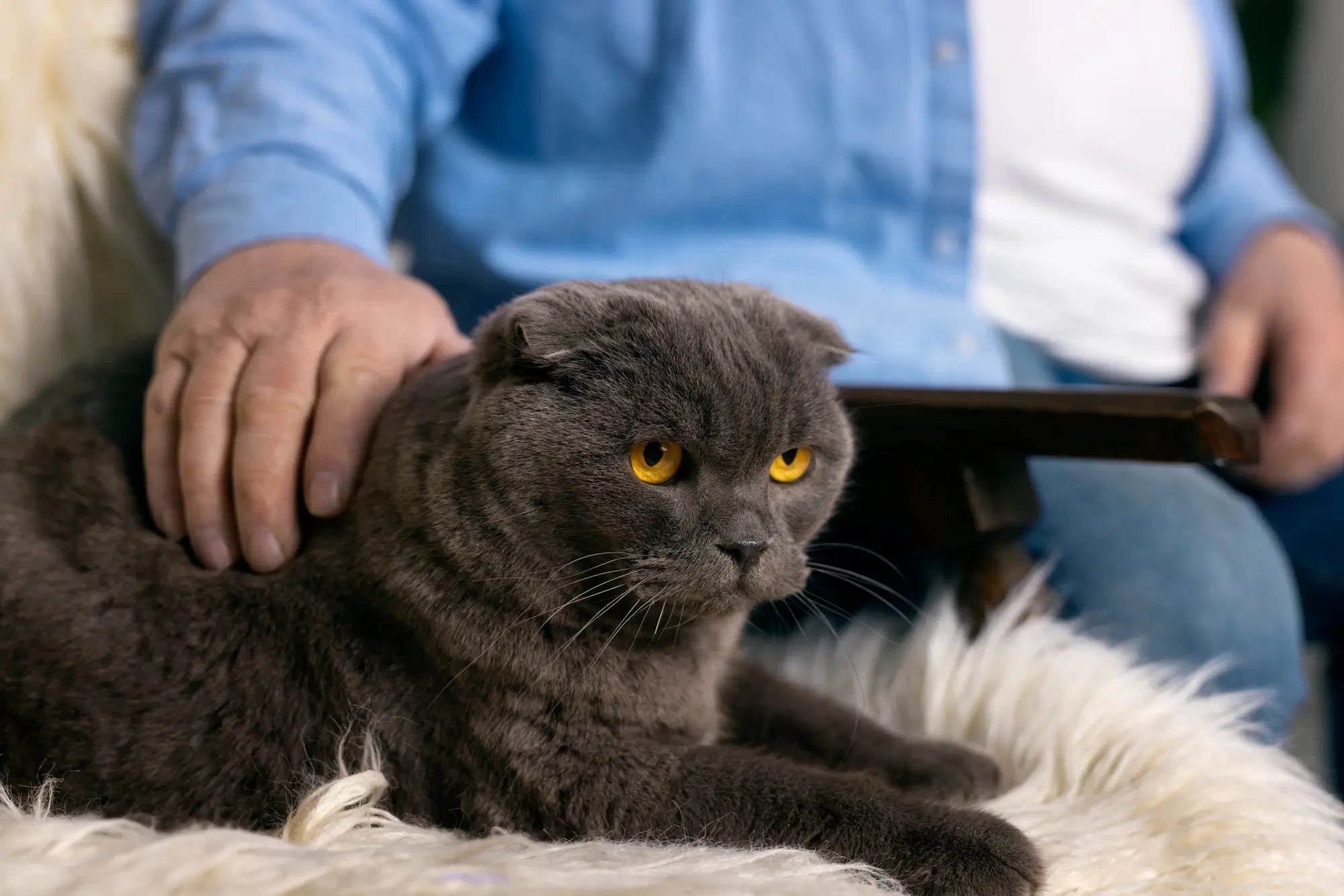 British Shorthair Cat Breed Guide: Temperament, Care, Health & Indoor Life | Skylos