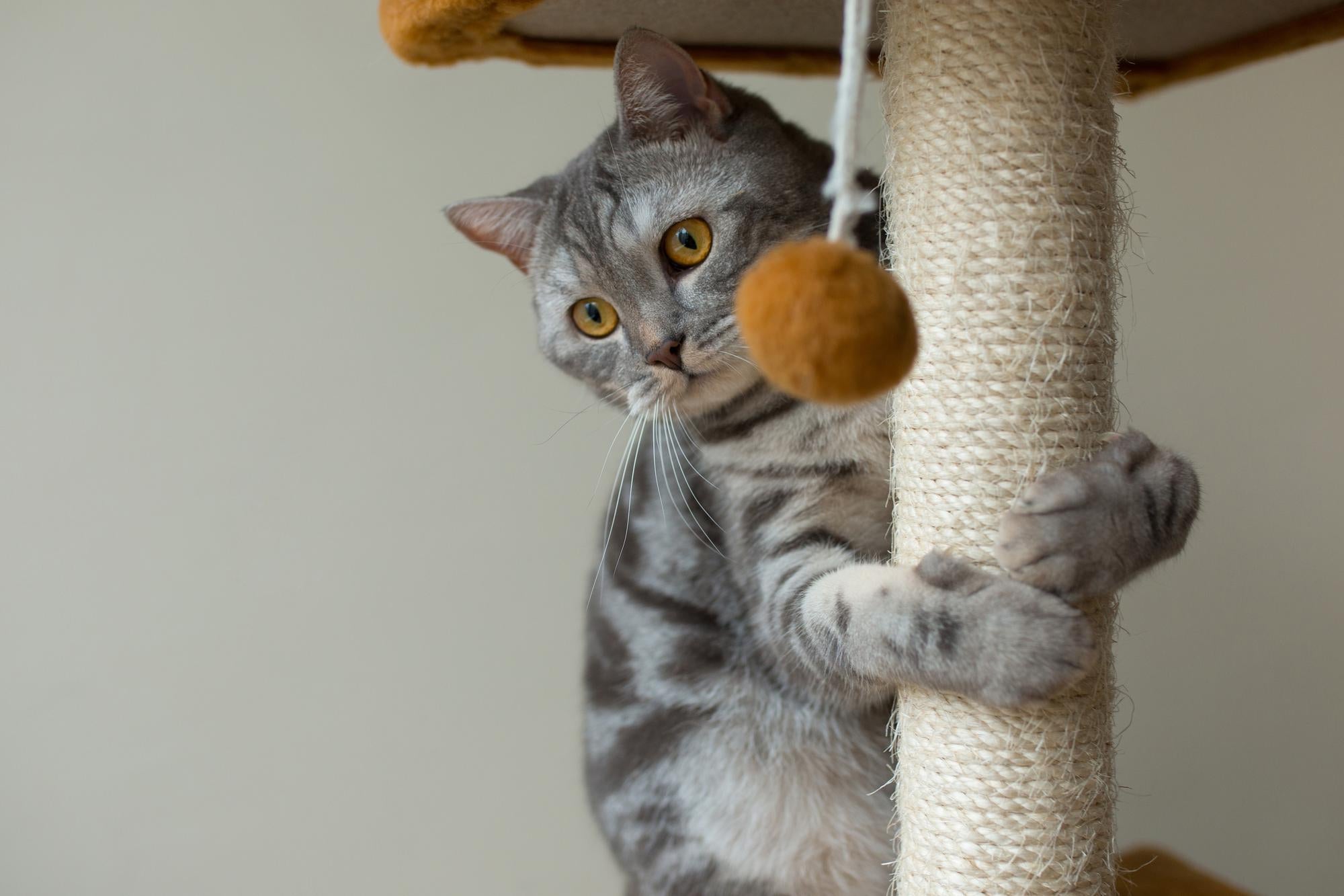 How to Choose the Best Cat Tree in the UK (Cat Trees for Indoor Cats)