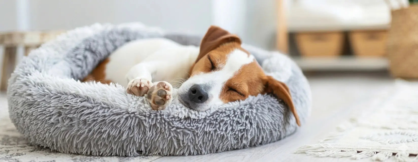 How Often Should You Wash Your Dog’s Bed (and When to Replace It)? | Skylos Pet Bed Guide