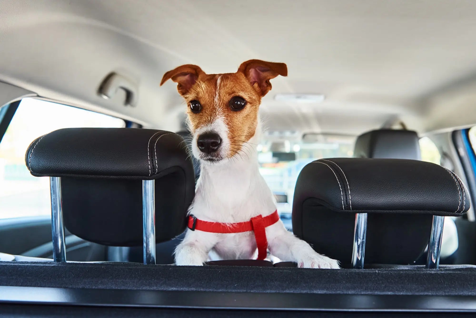 Dog Car Seats in the UK: How to Keep Your Dog Safe and Comfortable in the Car