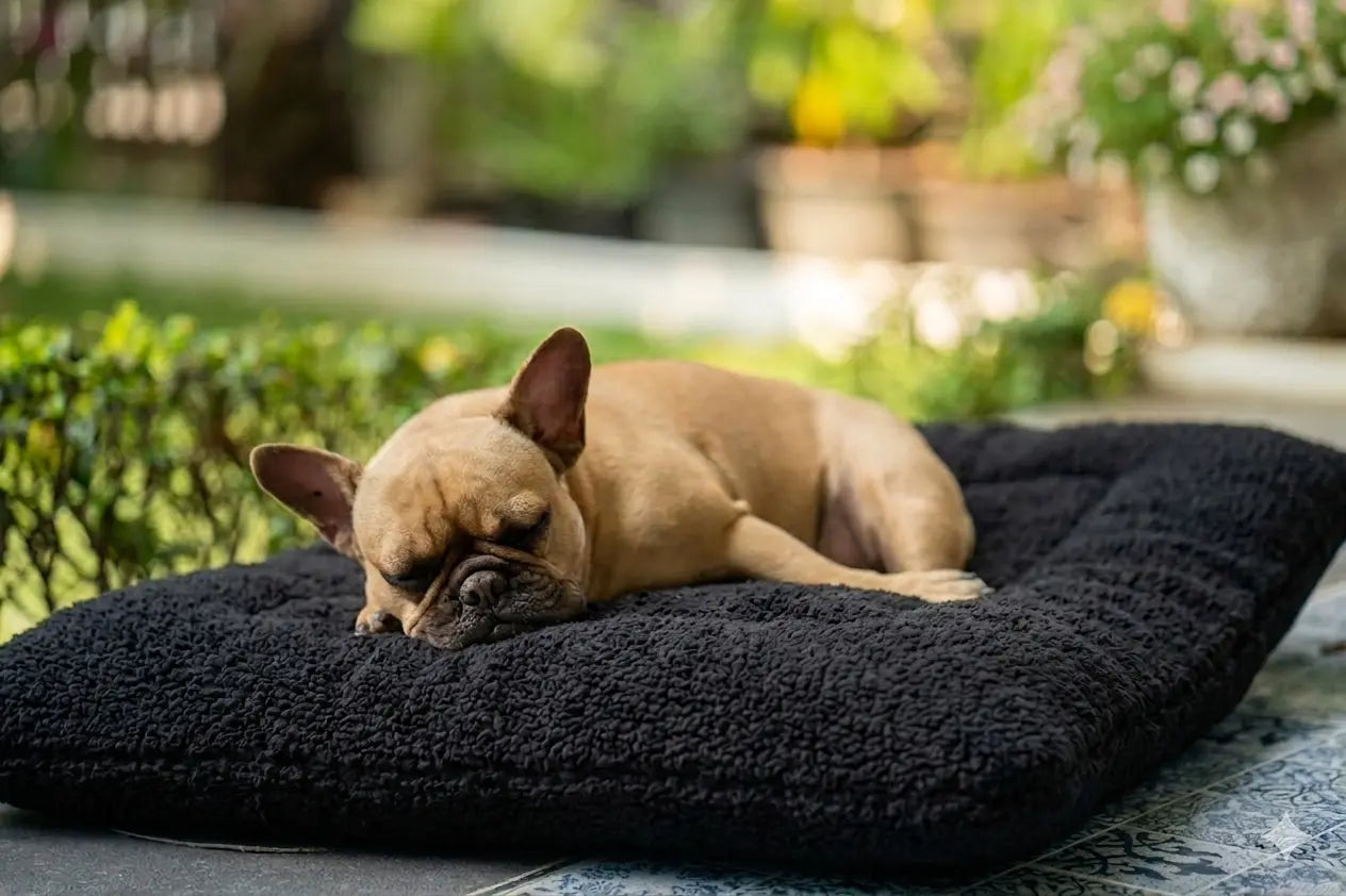 How to Choose the Right Dog Mattress or Foam Dog Mat for Your Dog (UK Guide)