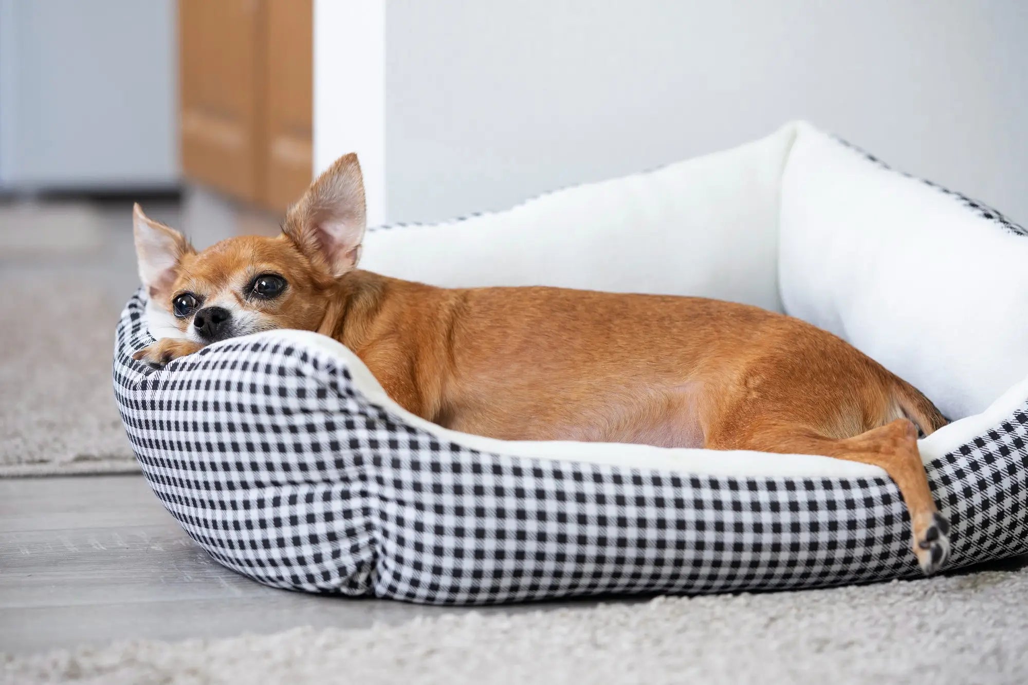 How to Choose the Right Pet Bed Size for Your Dog or Cat (UK Guide)