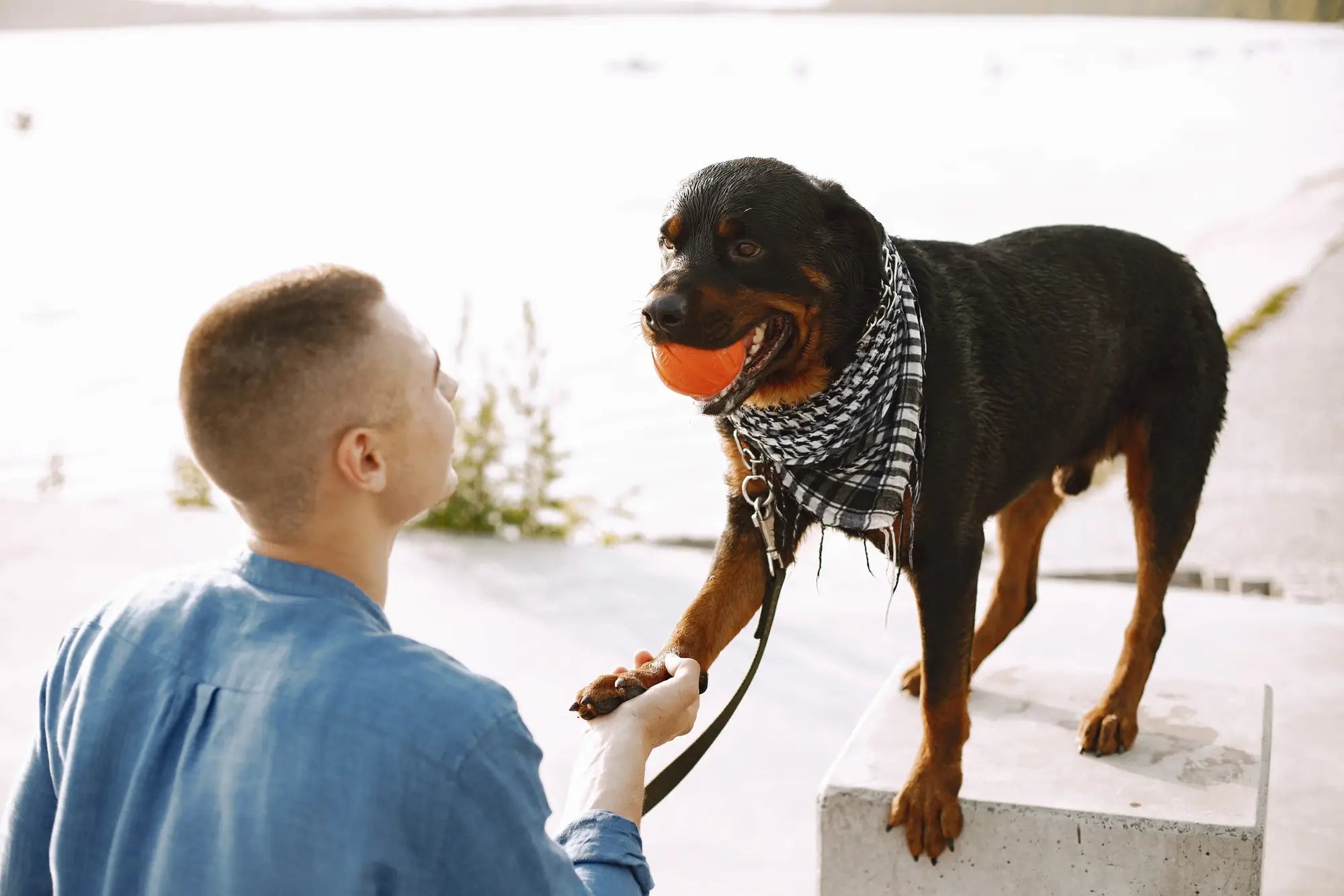How to Train Your Dog to Use a Dog Ramp Safely
