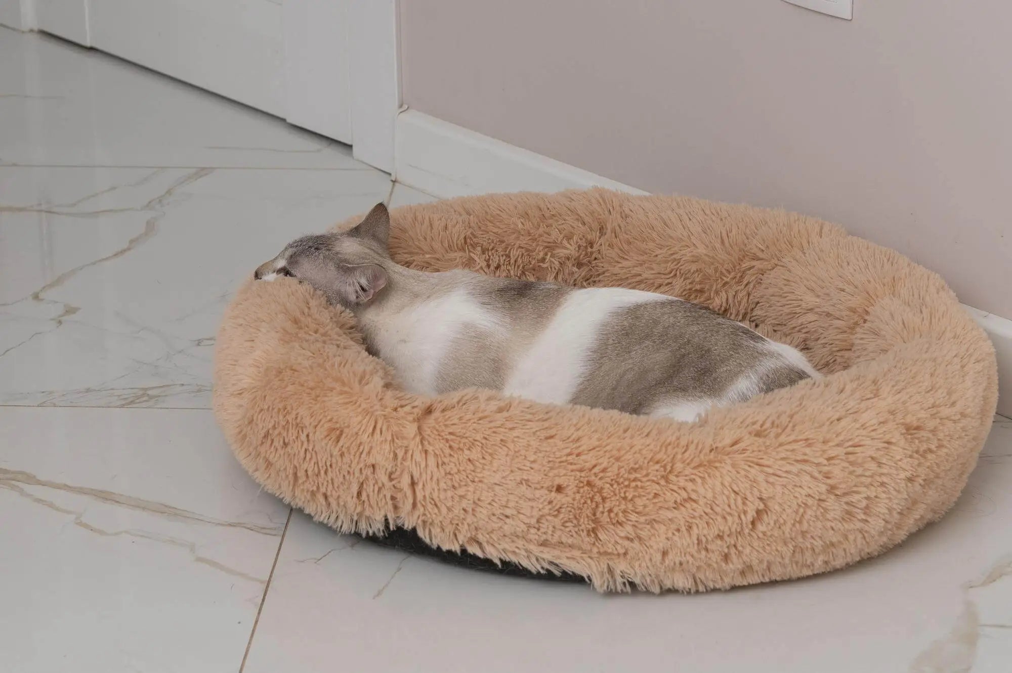 Where Should I Put My Cat’s Bed in a UK Home?